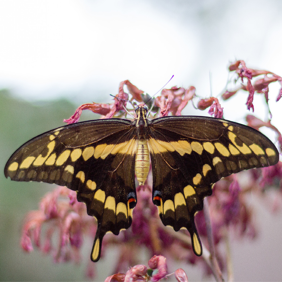 Giant Swallowtail butterfly